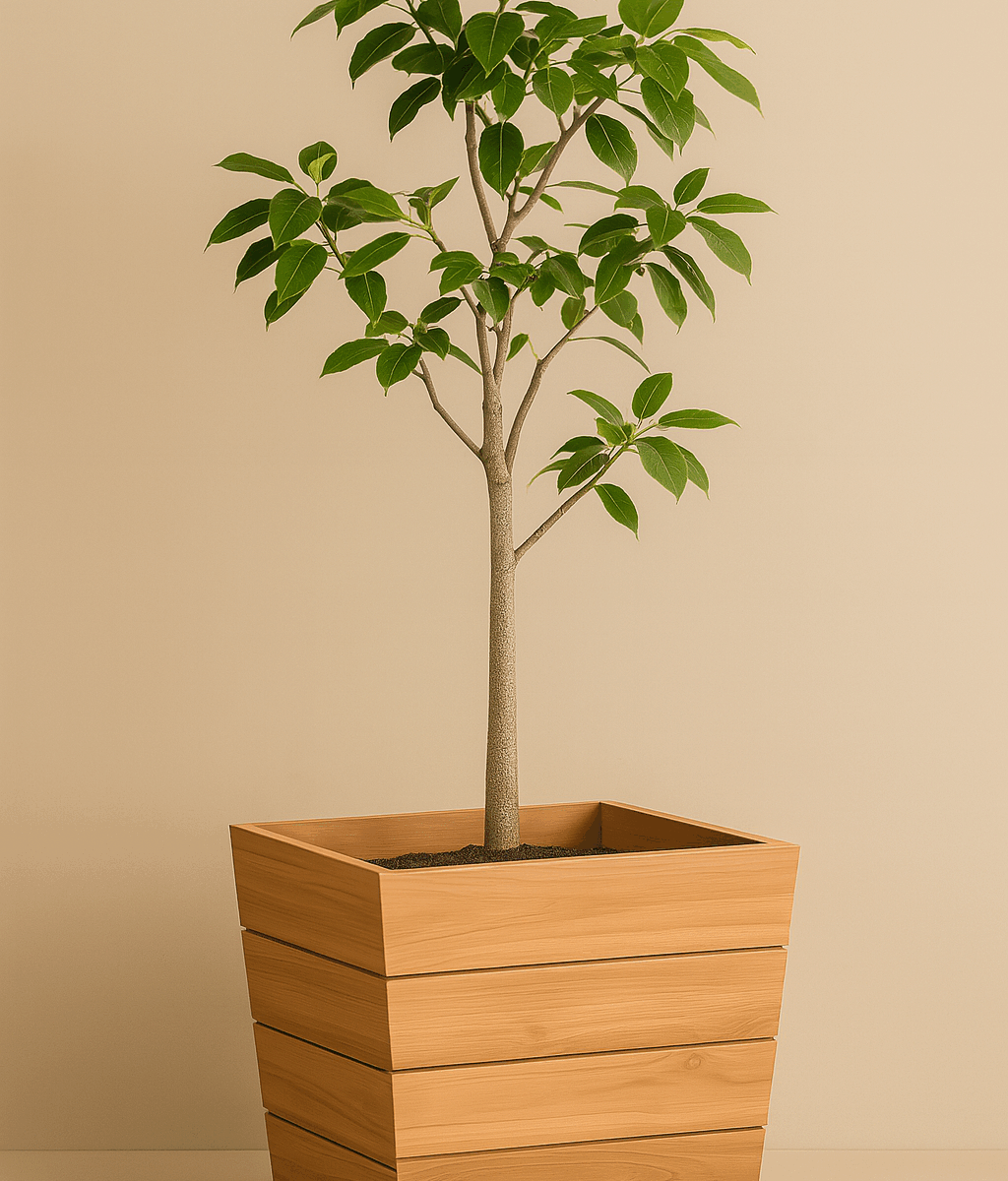 Modern Teak Planter