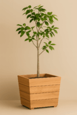 Modern Teak Planter
