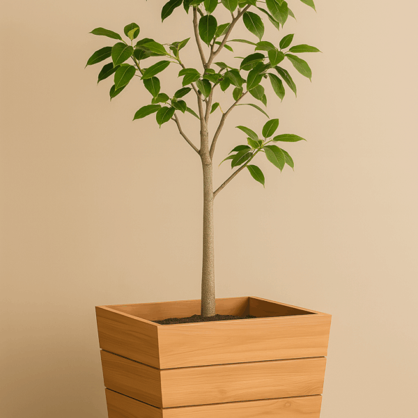 Modern Teak Planter